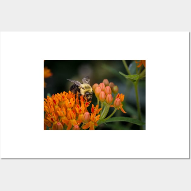 Bee On Butterfly Weed 2 Wall Art by Robert Alsop